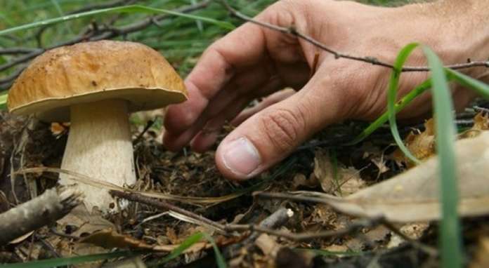 raccolta-funghi
