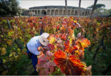 XXII^ edizione della Vendemmia agli Scavi di Pompei: vigne aperte per i visitatori il 20 Ottobre
