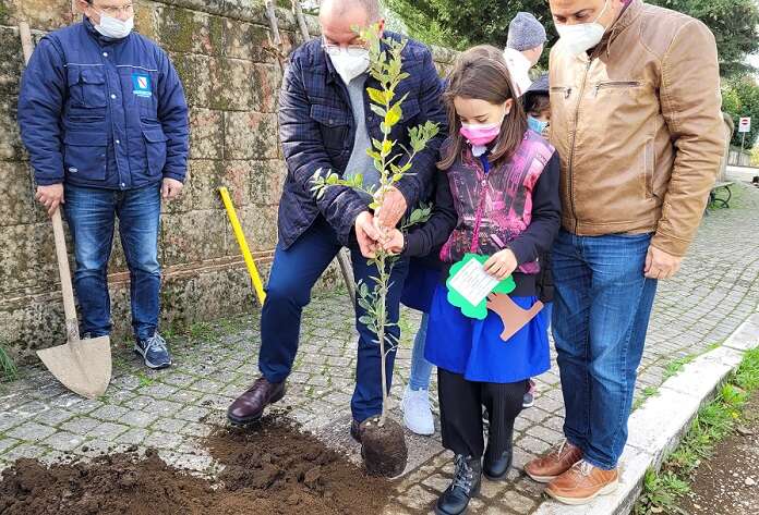 forchia albero