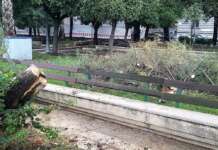 Vento e mare: alberi abbattuti e solarium sott’acqua (FOTO)