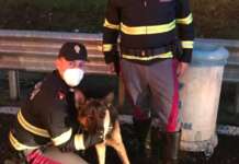 Cane legato in autostrada, lo salvano gli agenti di polizia