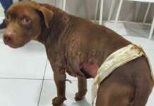 Cane legato a un palo e dato alle fiamme: l’orribile denuncia