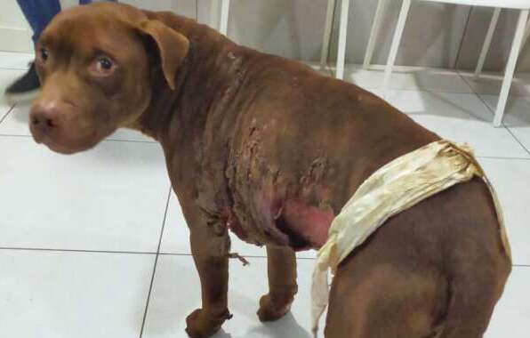 cane legato a un palo e dato alle fiamme