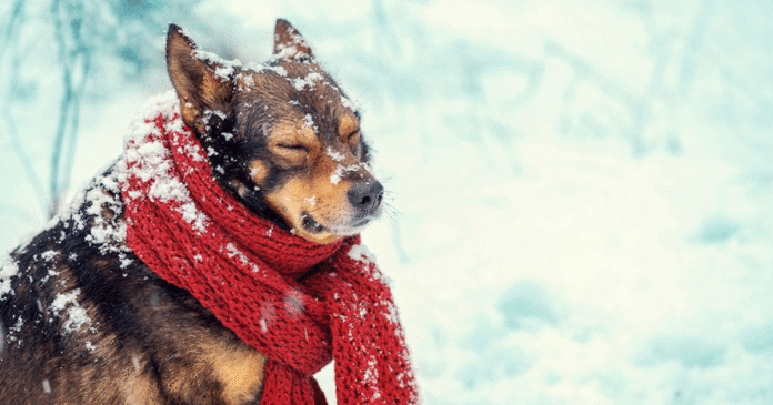 freddo-invernale-pericoli-animali