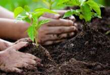 San Lorenzello, ecco 26 nuovi alberi: l’iniziativa che coinvolge anche i bambini