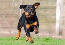 Rottweiler a guardia della droga, arrestato il padrone