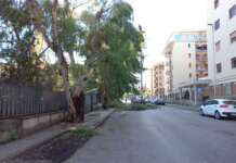 Intervento su alcuni alberi, via Calandra interdetta al traffico