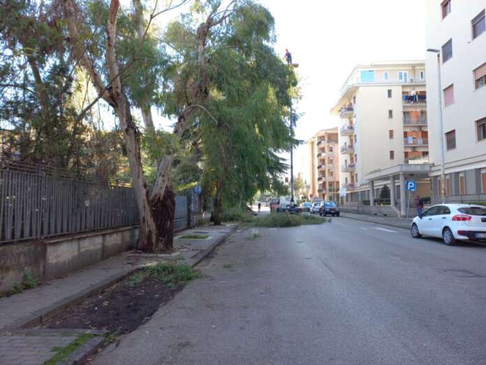 via calandra messa in sicurezza alberi