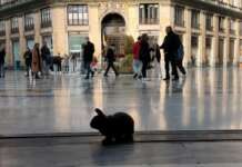 Stamattina nella Galleria Umberto I di Napoli c’era un coniglio