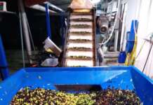 Acque di lavorazione delle olive nel vallone, la Procura dissequestra il frantoio