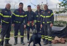 Cucciolo di labrador salvato dai Vigili del Fuoco dopo essere caduto nel fiume Calore