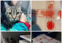 Gattina sigillata in una scatola di polistirolo: si cercano colpevole e adozione