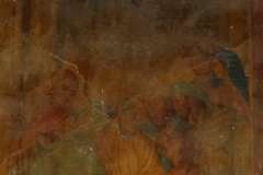 apice (1)