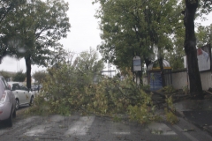 Alberi caduti a caserta