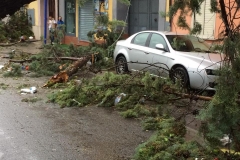 Alberi su auto a Carinaro