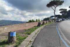 Pini-di-Posillipo-abbattuti-e-mai-ripiantati-2