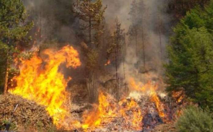 Dragoni incendio-bosco