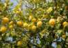 SS163, la proposta di Gagliano: limoni al posto del tunnel