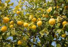 SS163, la proposta di Gagliano: limoni al posto del tunnel