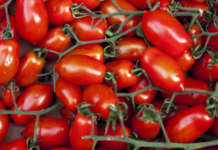 Stop precauzionale al pomodoro fresco crudo nelle mense