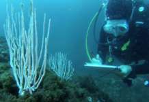 Oasi marina Gaiola, allarme scarichi: “Disastro ambientale”. Nei canali anche Ape Car e teste di cavallo