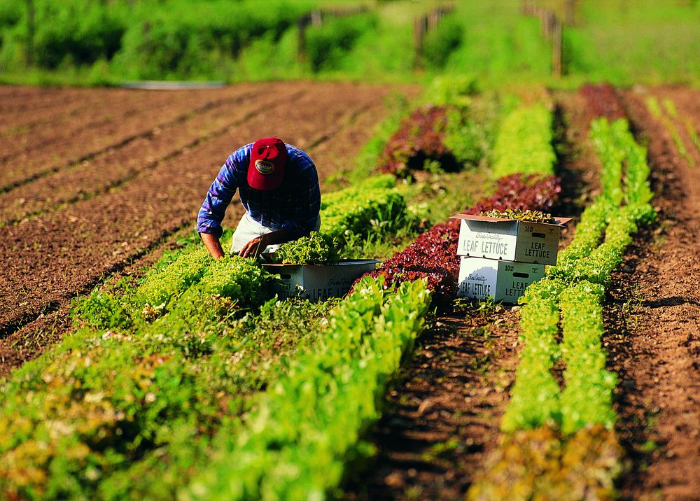 Revocato lo sciopero nazionale dei lavoratori agricoli Revocato lo sciopero nazionale dei lavoratori agricoli