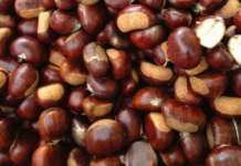 Castagna del Partenio Igp: pronto il riconoscimento ministeriale