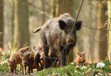 Emergenza cinghiali, Perugini (Morcone al centro): “Il sindaco si è finalmente accorto della problematica”