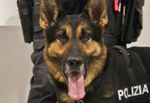 Cane poliziotto trova una pistola: era nascosta in un condizionatore