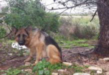 Pastore tedesco trascinato per 6 km nel napoletano, l’OIPA presenta denuncia