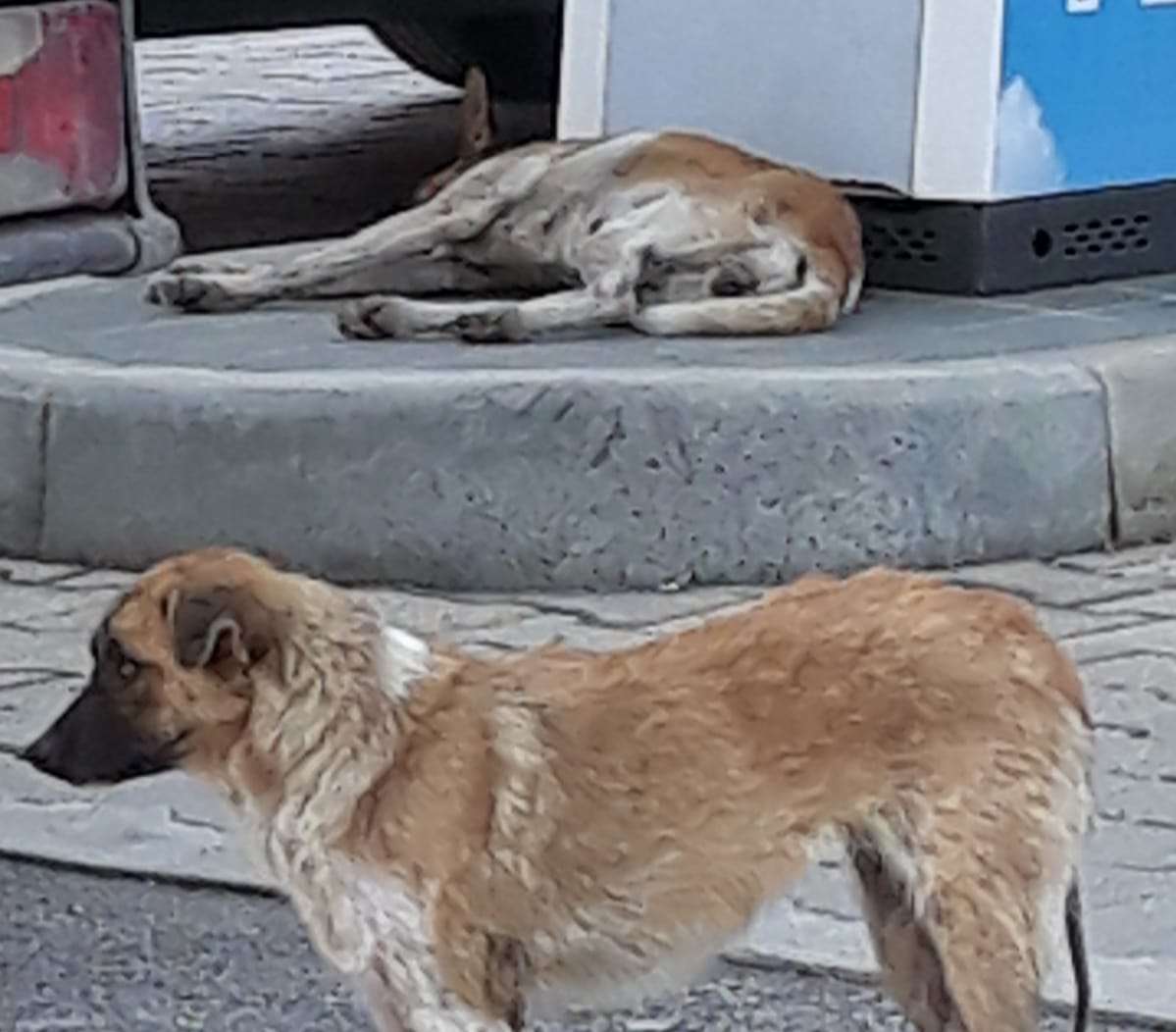 Iniziato l’esame del Testo unificato per la tutela degli animali d’affezione Iniziato l’esame del Testo unificato per la tutela degli animali d’affezione