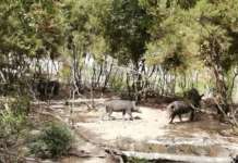 O.R.M.E. sull’emergenza cinghiali nel Parco del Matese propone una soluzione