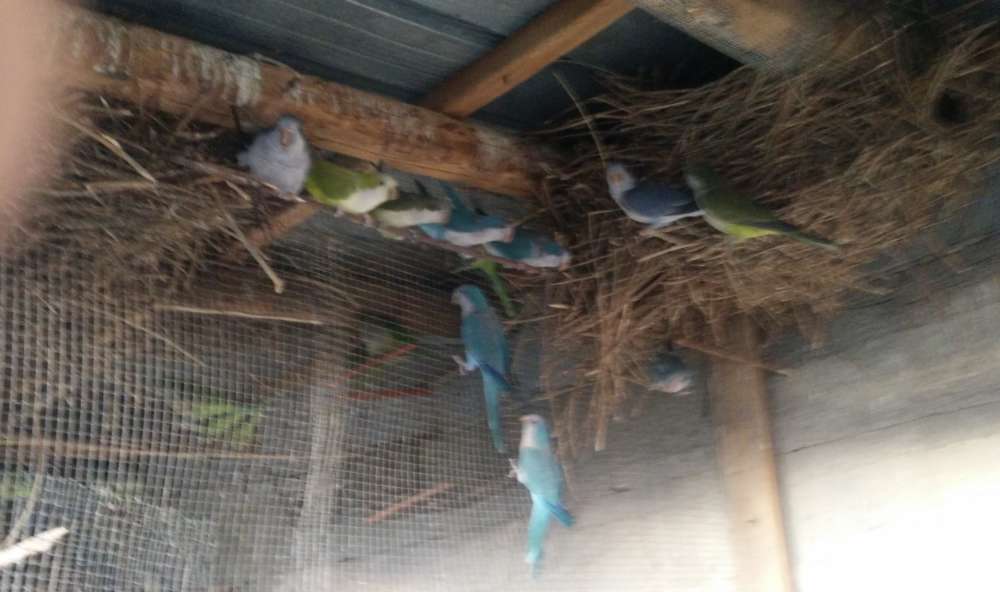 Salerno, i forestali sequestrano uccelli appartenenti a specie protette Salerno, i forestali sequestrano uccelli appartenenti a specie protette