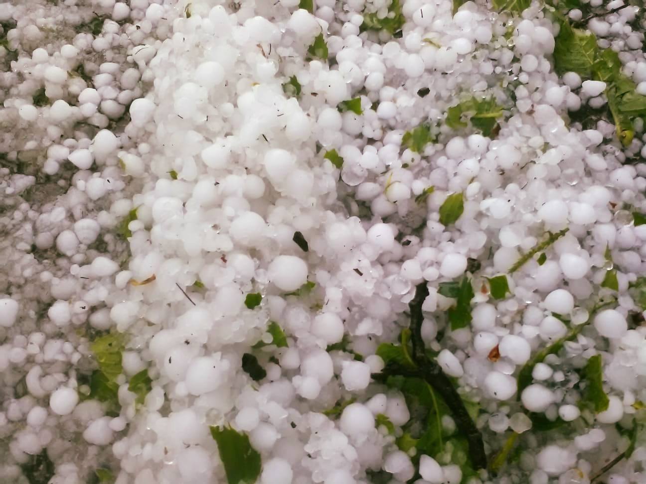 Danni causati dalla grandinata, il comune di Vitulano chiede lo stato di calamità naturale Danni causati dalla grandinata, il comune di Vitulano chiede lo stato di calamità naturale