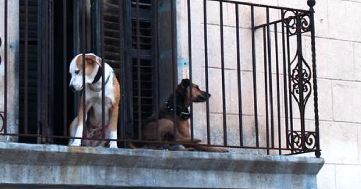 Lasciare il cane sul balcone può essere un reato penale: multa per i  padroni distratti
