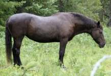 Abbandona cavallo ferito, denunciato ex consigliere comunale