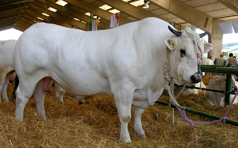 Convegno e mostra bovina della Marchigiana, appuntamento a San