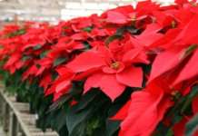 Approda a Puglianello l’evento benefico “Stelle di Natale” dell’A.I.L. Benevento