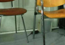 Topi nelle aule, lezioni sospese in una scuola del Casertano