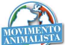 Lupa uccisa, il Movimento Animalista: “Una ricompensa a chi offre dettagli”