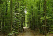 Ente Parco Regionale Partenio: tirocini inclusivi con il Gol regionale