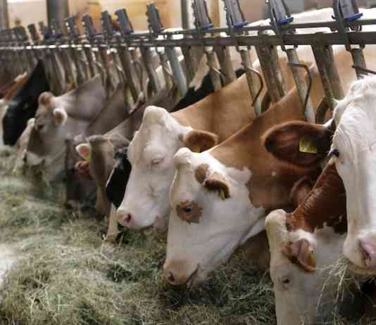 Effluenti zootecnici, sospeso il divieto di spandimento: Costantino (Confagricoltura Salerno), accolta l’istanza degli agricoltori