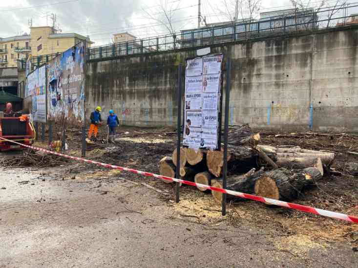 Via Vinciprova, il Comune di Salerno abbatte cinque alberi Via Vinciprova, il Comune di Salerno abbatte cinque alberi