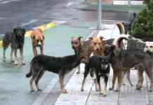 Sant’Angelo a Cupolo, la minoranza: “Aumento di cani randagi, cresce la preoccupazione dei cittadini”