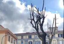 Alberi potati in piena nidificazione: la Lipu attacca il Comune di Benevento e lancia l’allarme biodiversità