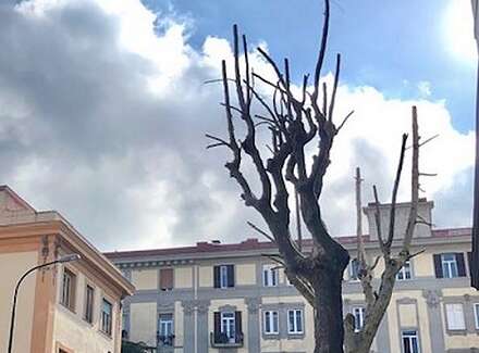 alberi potati in piena nidificazione la lipu attacca il comune di benevento e lancia l8217allarme biodiversit224 da Anteprima24.it alberi potati in piena nidificazione la lipu attacca il comune di benevento e lancia l8217allarme biodiversit224