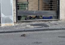 Allarme topi in città: stretta del sindaco, multe fino a 5mila euro per chi non rispetta le regole