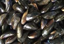 Cozze pericolose per la salute sequestrate nel Napoletano