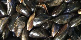 Allevamenti molluschi in crisi per le alte temperature: l’allarme di Unci AgroAlimentare e dei produttori