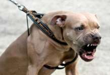 Bimbo di 9 anni azzannato da pitbull, ferito ma è fuori pericolo